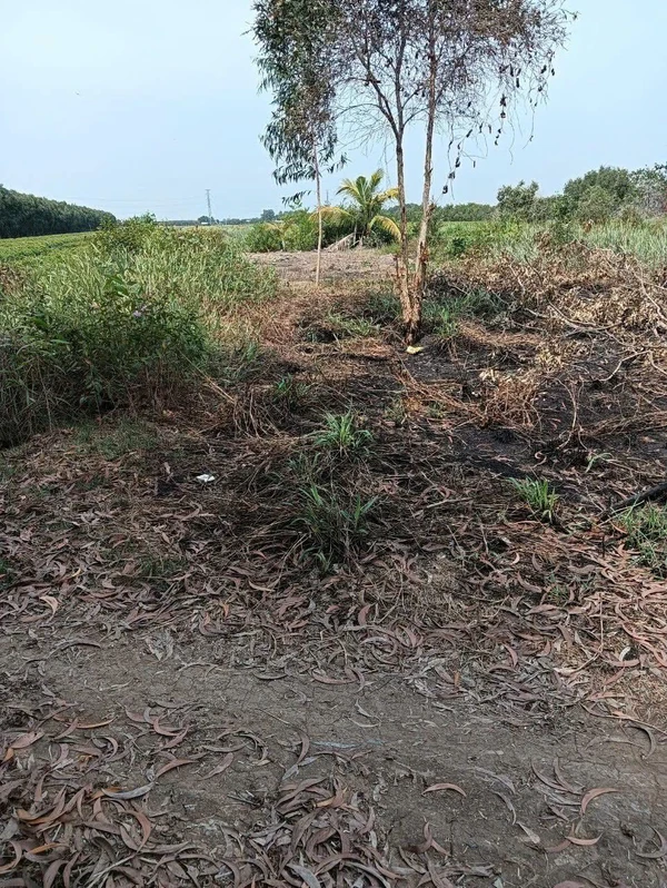 Bán đất lúc 9697m² có thổ cư 215m² Long An