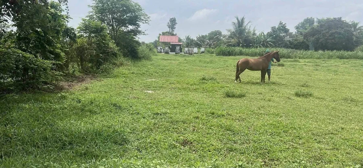 Bán đất Hóc Môn Nhựa Chợ Gà 686m² 2 tỷ 3 - Ảnh thu nhỏ 3
