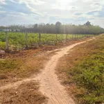Bán đất 1000m² ở Hảo Dước, Tây Ninh - Ảnh thu nhỏ 2