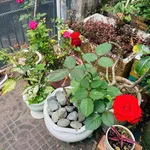 Bán nhà cấp 4 100m² Phường Bạc Liêu 1 tỷ 350 triệu - Ảnh thu nhỏ 1