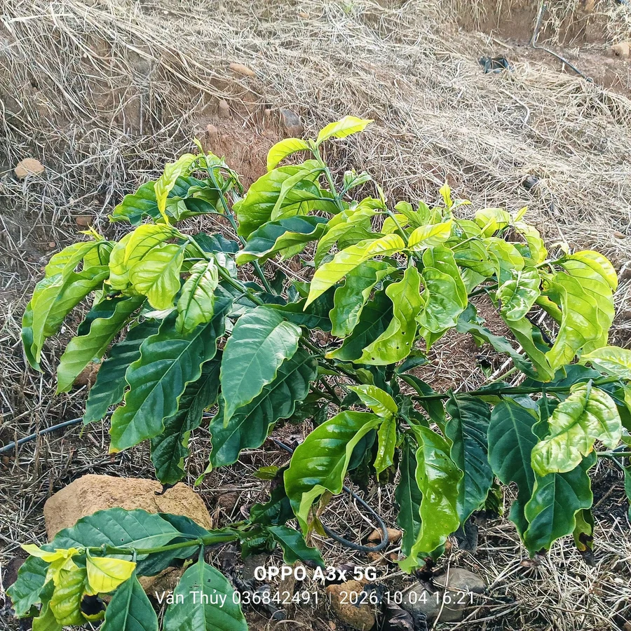 Bán đất 1,1 hecta có sổ sách đầy đủ tại Đắk Nông - Ảnh thu nhỏ 3