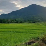Bán đất xây nhà vườn 468m2 view cánh đồng Xã Hòa Phú - Ảnh thu nhỏ 3