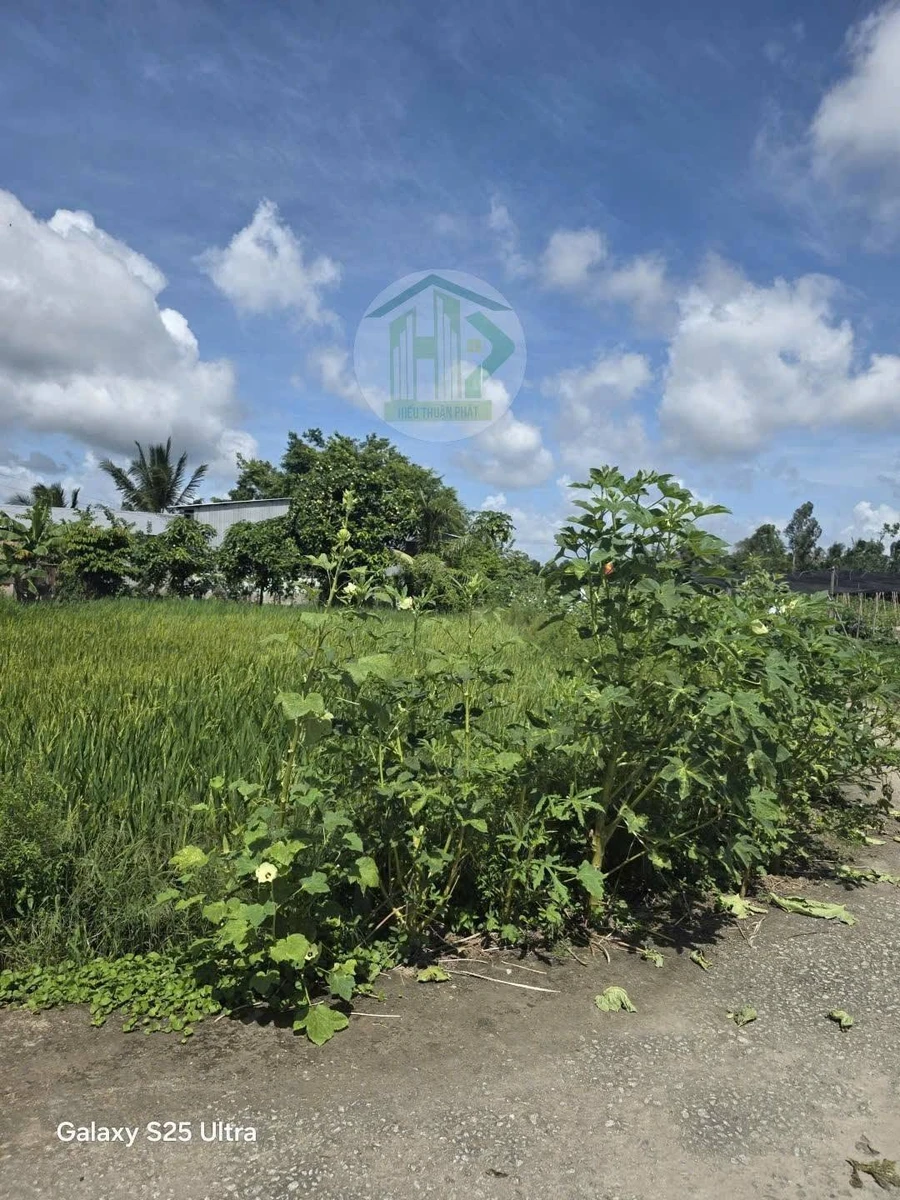Bán 3 nền đất 596m² Cà Mau, 620 triệu gần chợ Ngan Dừa - Ảnh thu nhỏ 2