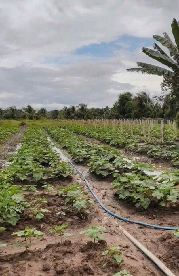 Bán đất nông nghiệp 2100m² xã An Lục Long, Long An - Ảnh thu nhỏ 2