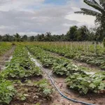 Bán đất nông nghiệp 2100m² xã An Lục Long, Long An - Ảnh thu nhỏ 2