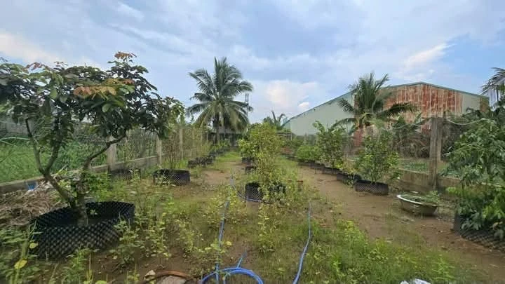 Bán đất 578m² tặng nhà mát, giá 1,6 tỷ tại Phường Sơn Đông, Bến Tre - Ảnh thu nhỏ 3