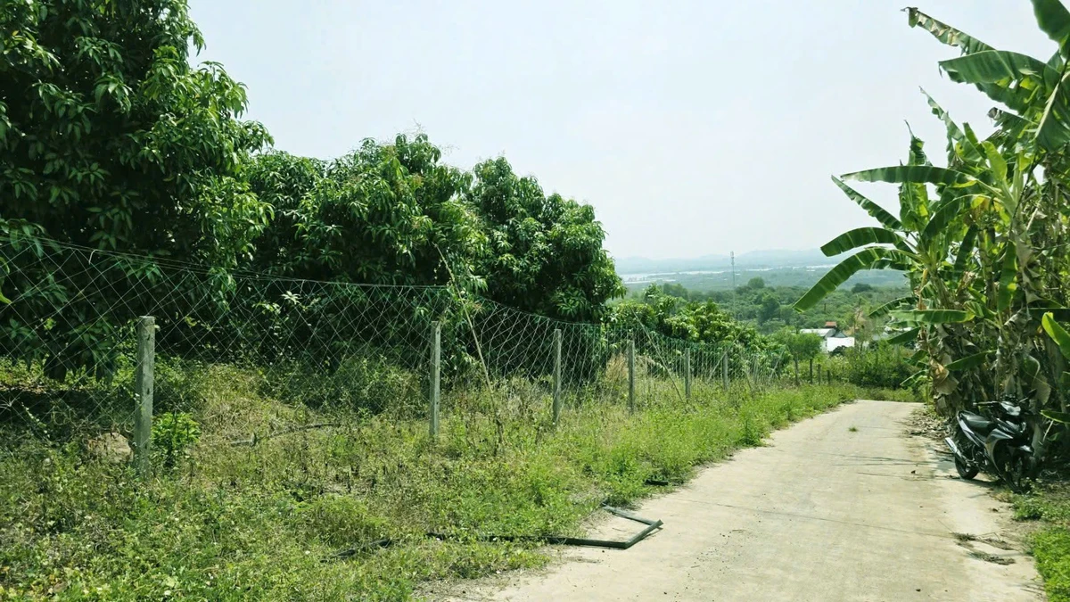 Bán đất vườn view hồ Trị An 1.178m² Định Quán - Ảnh thu nhỏ 4