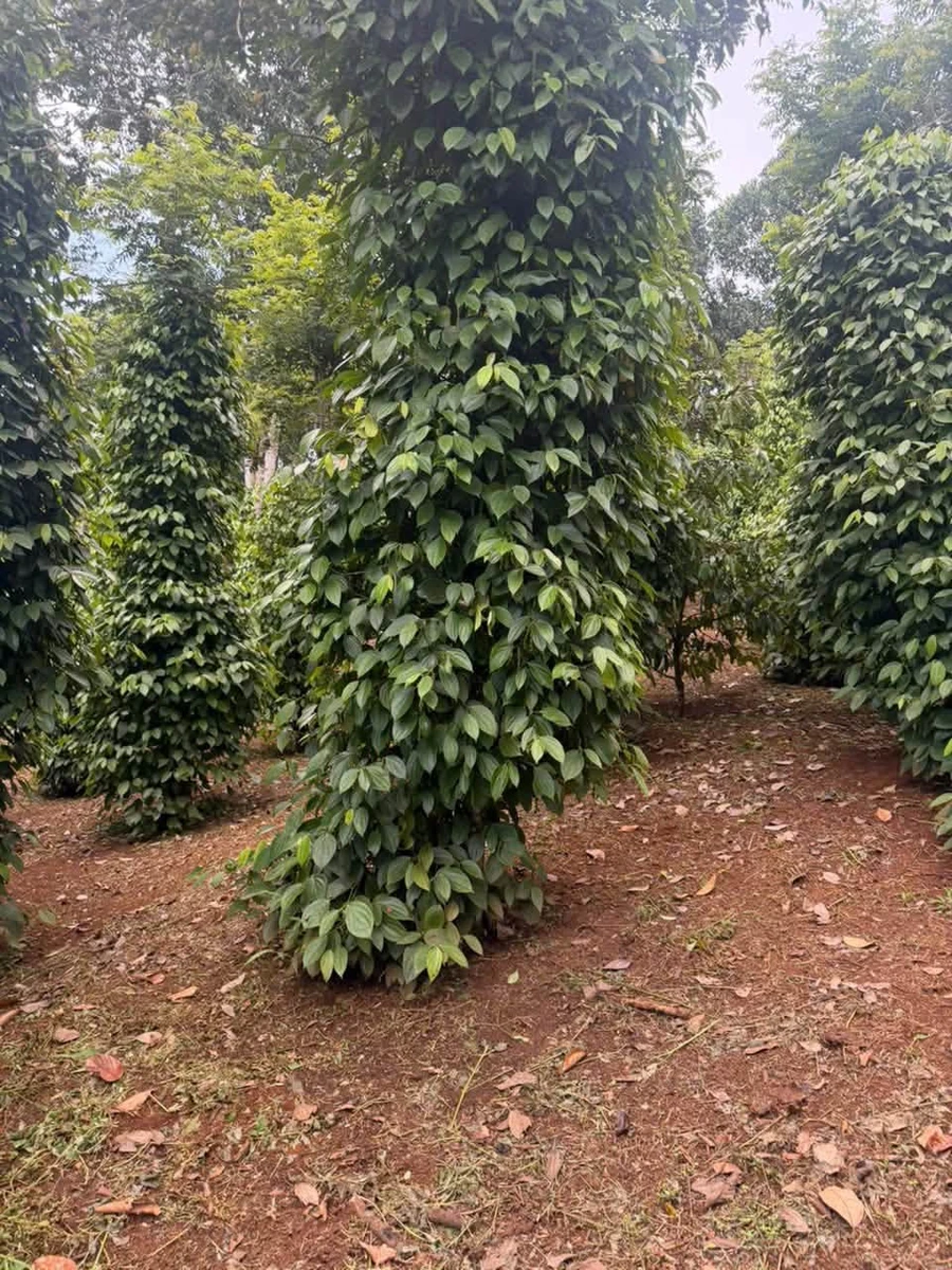 Bán đất 2,1 ha sổ đỏ Dakha, Lâm Đồng, giá 4,6 tỷ - Ảnh thu nhỏ 5