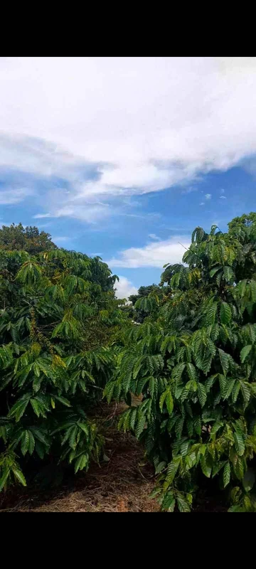 Bán 4000m² đất vườn cà phê view núi Chư Yang Sin, Đắk Lắk