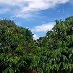 Bán 4000m² đất vườn cà phê view núi Chư Yang Sin, Đắk Lắk - Ảnh thu nhỏ 1