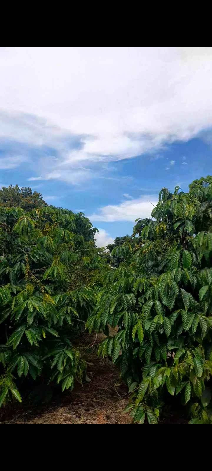 Bán 4000m² đất vườn cà phê view núi Chư Yang Sin, Đắk Lắk - Ảnh 1