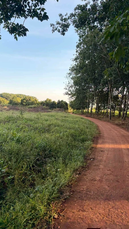 Bán lô đất 10.600m² bazan Bù Đốp