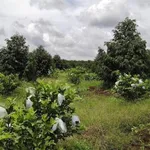 Bán 3.6 ha sầu riêng Đồng Phú, Bình Phước - Ảnh thu nhỏ 1