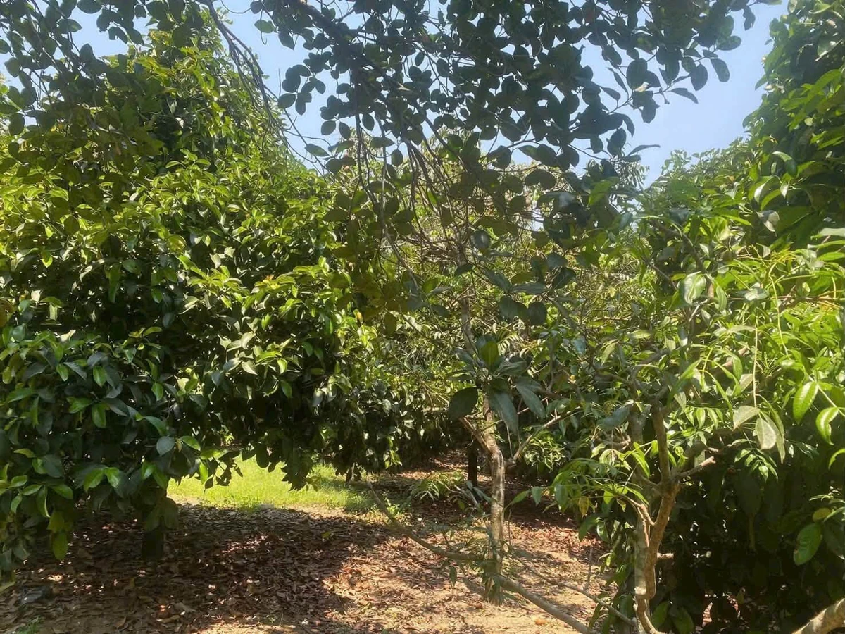 Bán đất Ninh Thuận 1000m² 1,5 tỷ sổ sẵn giáp sông - Ảnh 1