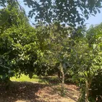 Bán đất Ninh Thuận 1000m² 1,5 tỷ sổ sẵn giáp sông - Ảnh thu nhỏ 1
