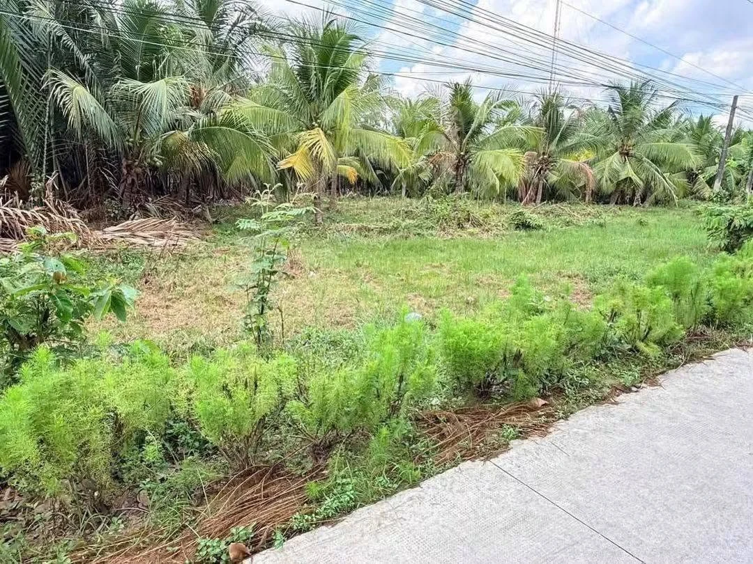 Bán 1336m2 đất mặt tiền Mỹ Thạnh Giồng Trôm - 1tỷ950 - Ảnh thu nhỏ 2