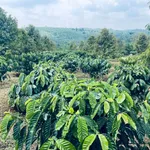 Bán đất vườn 2,1 ha trồng cà phê Tuy Đức 4,5 tỷ - Ảnh thu nhỏ 3