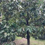 Bán vườn nghỉ dưỡng 6.800m² Xuân Lộc, Đồng Nai - Ảnh thu nhỏ 3