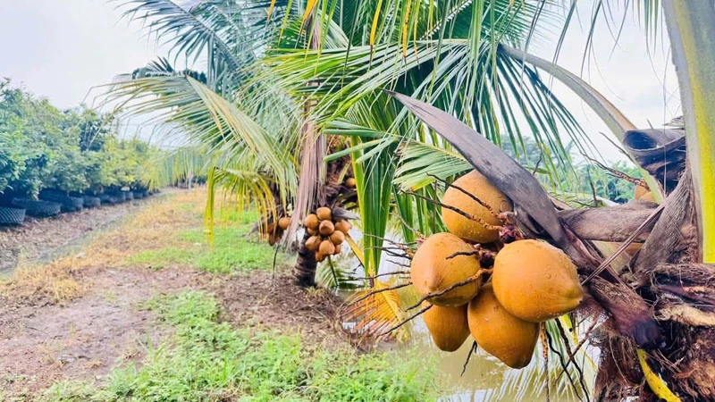 Bán vườn mai gần 2 hecta Tân Triều Đồng Nai 24 tỷ