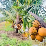 Bán vườn mai gần 2 hecta Tân Triều Đồng Nai 24 tỷ - Ảnh thu nhỏ 1