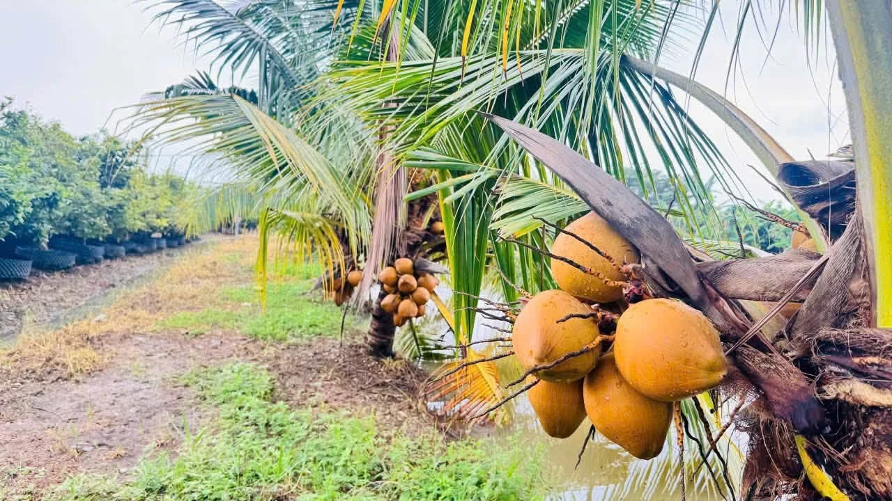 Bán vườn mai gần 2 hecta Tân Triều Đồng Nai 24 tỷ - Ảnh 1