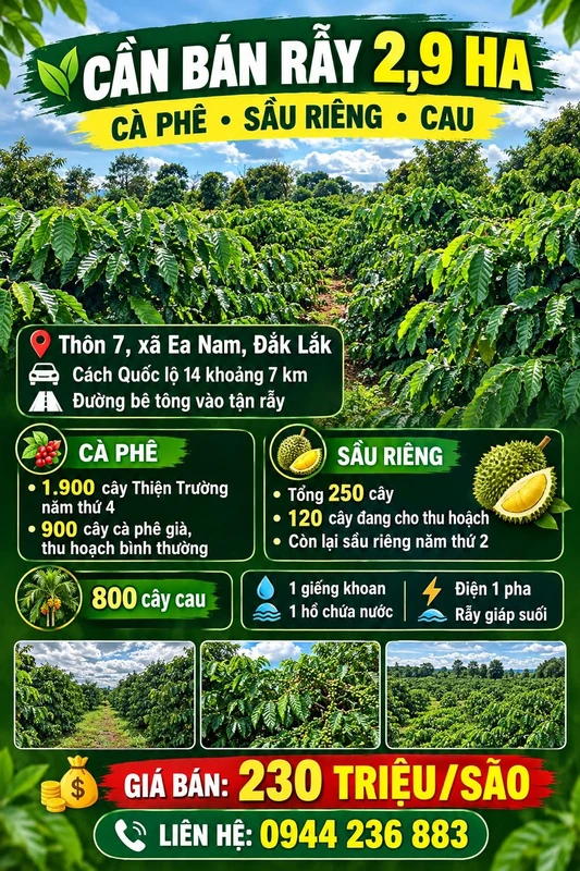 Bán rẫy 2,9 ha cà phê sầu riêng cau Đắk Lắk