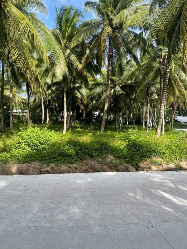 Bán đất Hoà Lộc Mỏ Cày Bắc 1115 m² - 1 tỷ 500 triệu