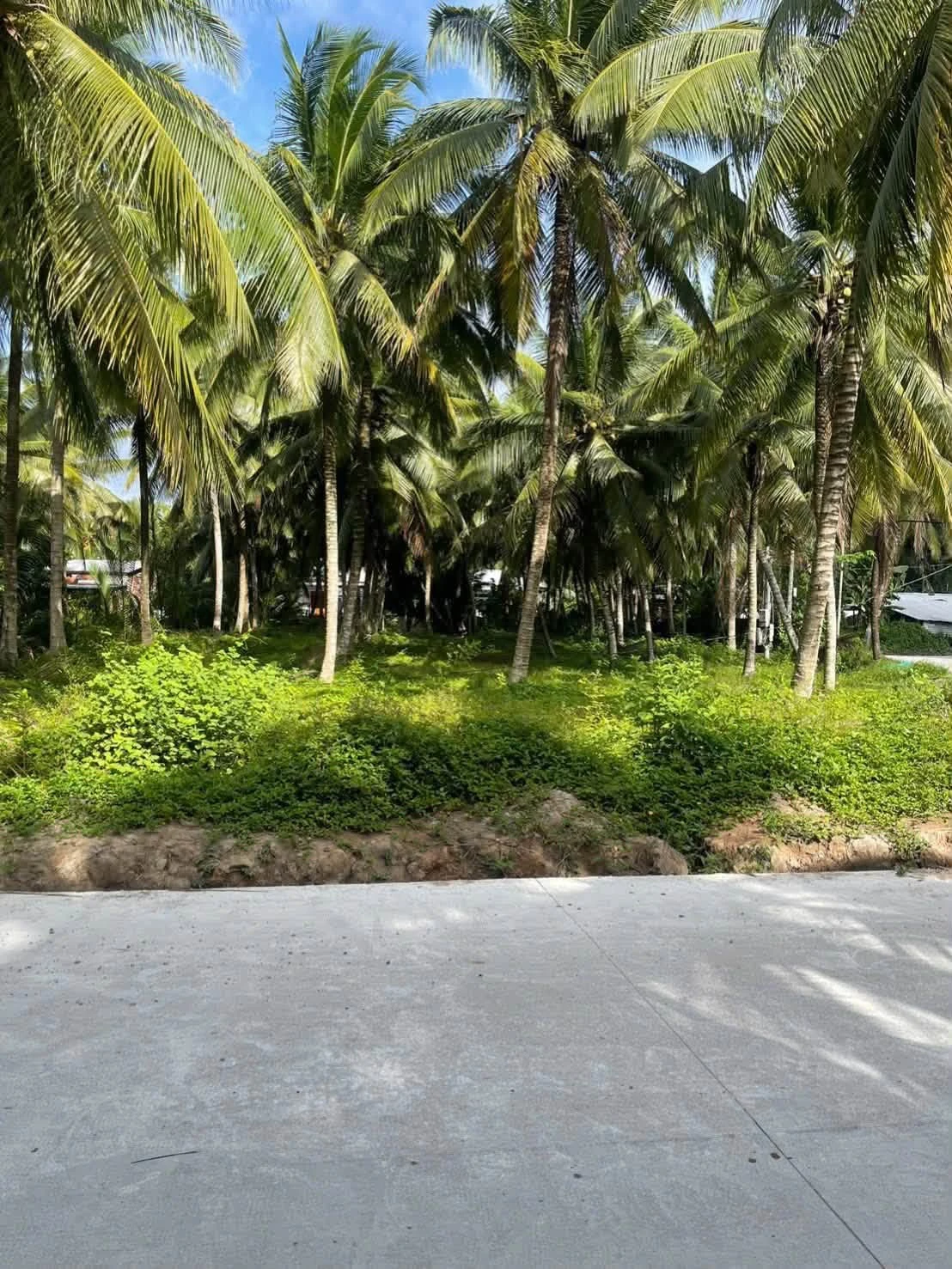 Bán đất Hoà Lộc Mỏ Cày Bắc 1115 m² - 1 tỷ 500 triệu - Ảnh 1