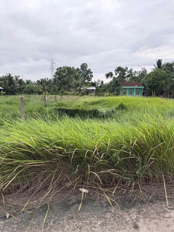 Bán gấp đất thổ cư 5x20m lộ Xuân Hoà, phường Khánh Hậu, Tây Ninh