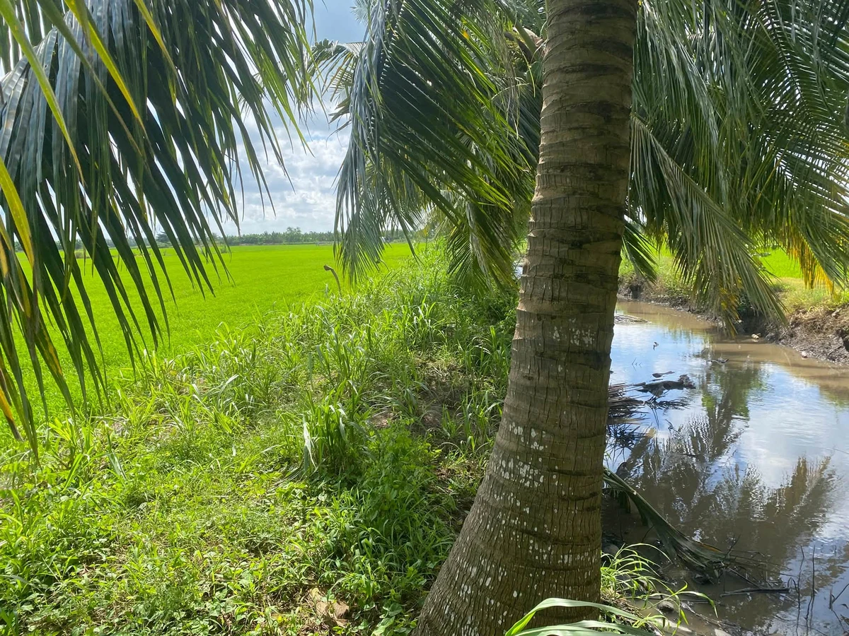 Bán đất ruộng 8.5 công, mặt tiền kinh, Phong Thạnh, Vĩnh Long - Ảnh thu nhỏ 3