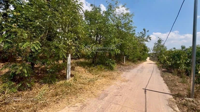Bán lô đất vườn full cà phê và tiêu có thổ cư 680tr/2000m2 sẵn 300m2 thổ cư đường bêtông 0938 609 *** - Ảnh thu nhỏ 2