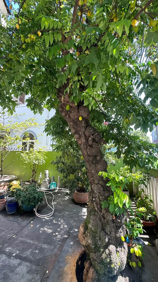 Bán nhà 3 tầng 10 phòng ngủ 218m² Phước Hòa Nha Trang - Ảnh thu nhỏ 4