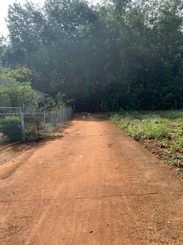 Bán 1,7 ha đất vườn cao su tại Phú Trung, Bình Phước, giá 2,35 tỷ