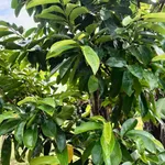 Bán đất 1300m² Xã Tân Tiến, Bù Đốp, Bình Phước - Ảnh thu nhỏ 4