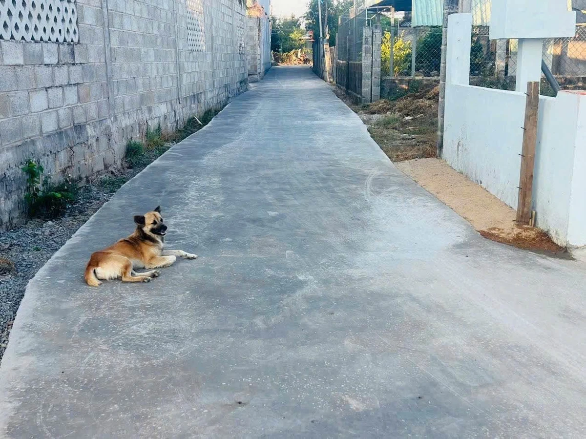 Bán lô đất 119m² Hàm Liêm, Lâm Đồng 600 triệu - Ảnh thu nhỏ 2
