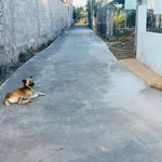 Bán lô đất 119m² Hàm Liêm, Lâm Đồng 600 triệu - Ảnh thu nhỏ 2