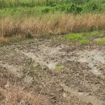 Bán đất 240m² thổ cư, 653.7m² lúa ở Long An - 2.6 tỷ - Ảnh thu nhỏ 4