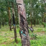 Bán 3,7ha đất vườn cao su, điều tại Phú Trung, Bình Phước giá 4 tỷ - Ảnh thu nhỏ 2