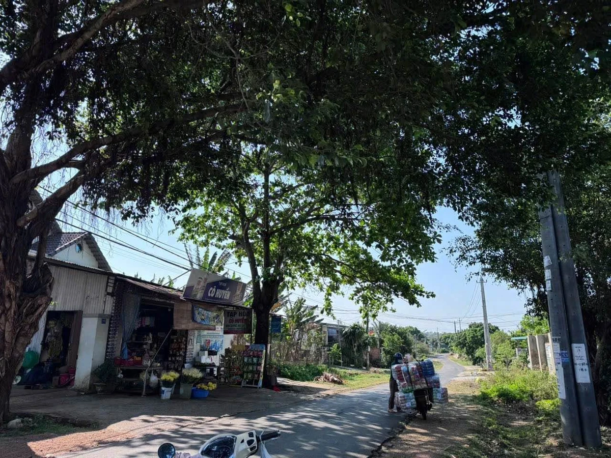 Bán đất mặt tiền Nguyễn Trường Tộ, Ea Tam, 50m2 - Ảnh thu nhỏ 2