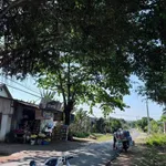 Bán đất mặt tiền Nguyễn Trường Tộ, Ea Tam, 50m2 - Ảnh thu nhỏ 2