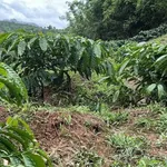 Bán gấp 2,8 ha đất trồng cacao tại Lâm Đồng 2,5 tỷ - Ảnh thu nhỏ 1