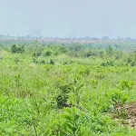 Kẹt tiền nộp học cho con bán nhanh đất vườn view sân bay Long Thành 1.700m2, ngang 21m, sổ đầy đủ - Ảnh thu nhỏ 5