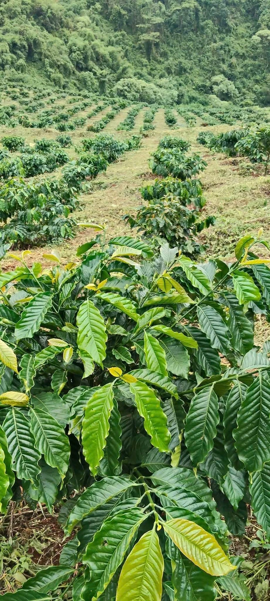 Bán đất rẫy cà phê 3 hectare ở Đắk Ha, Lâm Đồng, 3,7 tỷ - Ảnh thu nhỏ 2