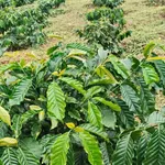 Bán đất rẫy cà phê 3 hectare ở Đắk Ha, Lâm Đồng, 3,7 tỷ - Ảnh thu nhỏ 2