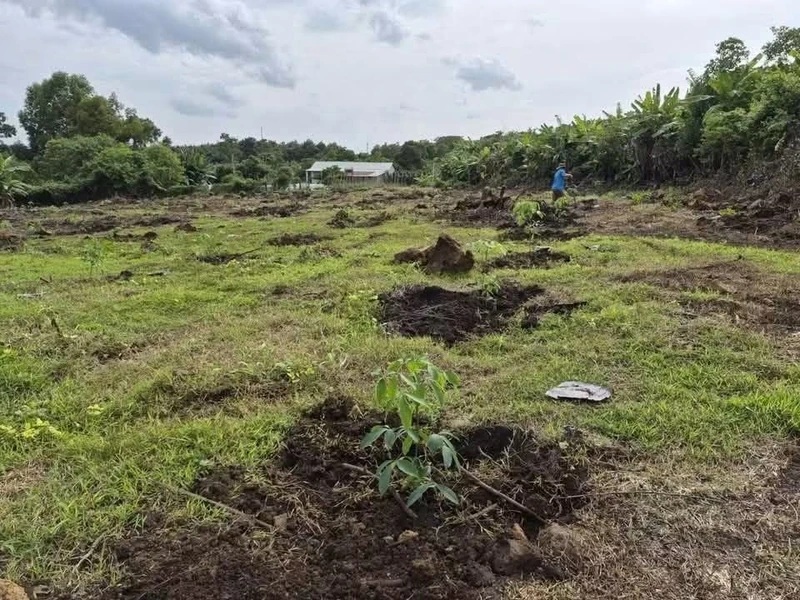 Bán đất cao su 4,2 sào Thanh Lương, Bình Phước