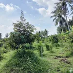 Bán đất vườn 300m² có cây ăn quả xã Tiên Long, Bình Chánh - Ảnh thu nhỏ 3
