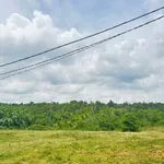 Bán 2 ha đất nông nghiệp đường 19/5, Bình Dương - Ảnh thu nhỏ 4