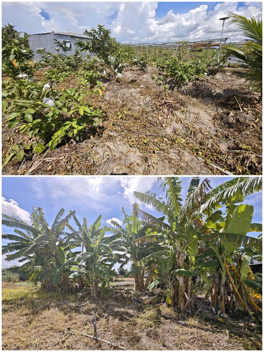 Bán nhà vườn 3.400 m² tại Châu Thành, Cần Thơ 2,6 tỷ - Ảnh thu nhỏ 3