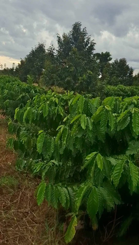 Bán 1,5ha đất vườn cacao Bù Đăng, Bình Phước