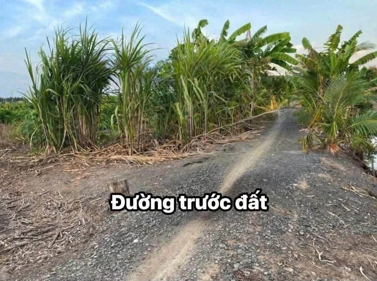 Bán đất vườn 1000m² Bình Đức Bến Lức Long An 590 triệu - Ảnh thu nhỏ 2
